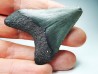 Dent de requin: Carcharodon megalodon, Miocène (USA)