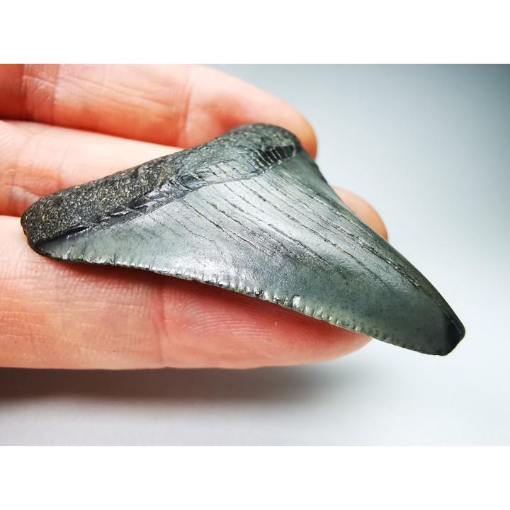Dent de requin: Carcharodon megalodon, Miocène (USA)