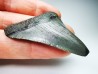 Dent de requin: Carcharodon megalodon, Miocène (USA)