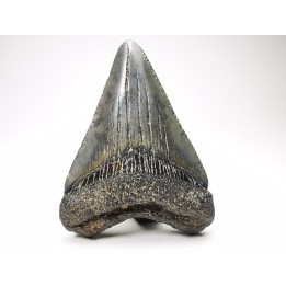 shark teeth: Carcharodon megalodon - Miocene (USA)