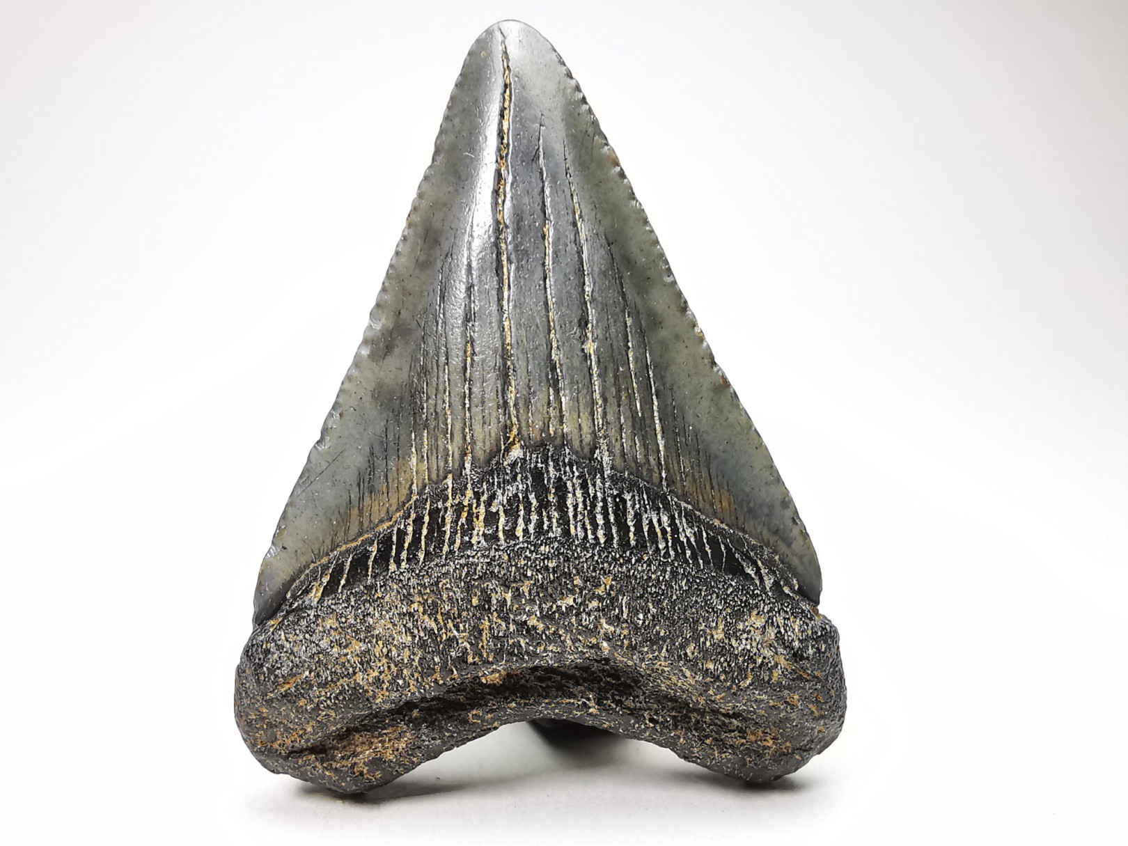 shark teeth: Carcharodon megalodon - Miocene (USA)