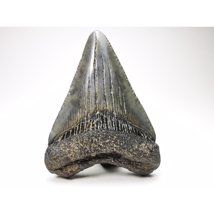 shark teeth: Carcharodon megalodon - Miocene (USA)