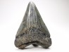 shark teeth: Carcharodon megalodon - Miocene (USA)