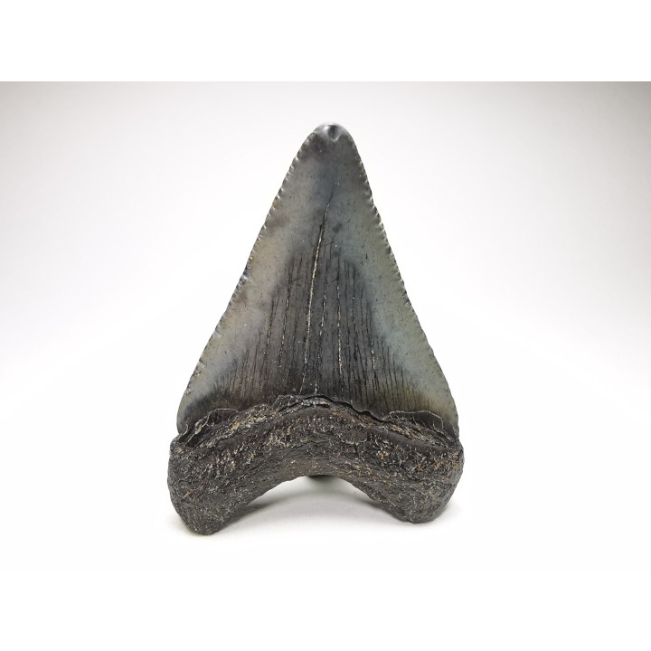 Dent de requin: Carcharodon megalodon, Miocène (USA)