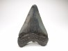 Dent de requin: Carcharodon megalodon, Miocène (USA)