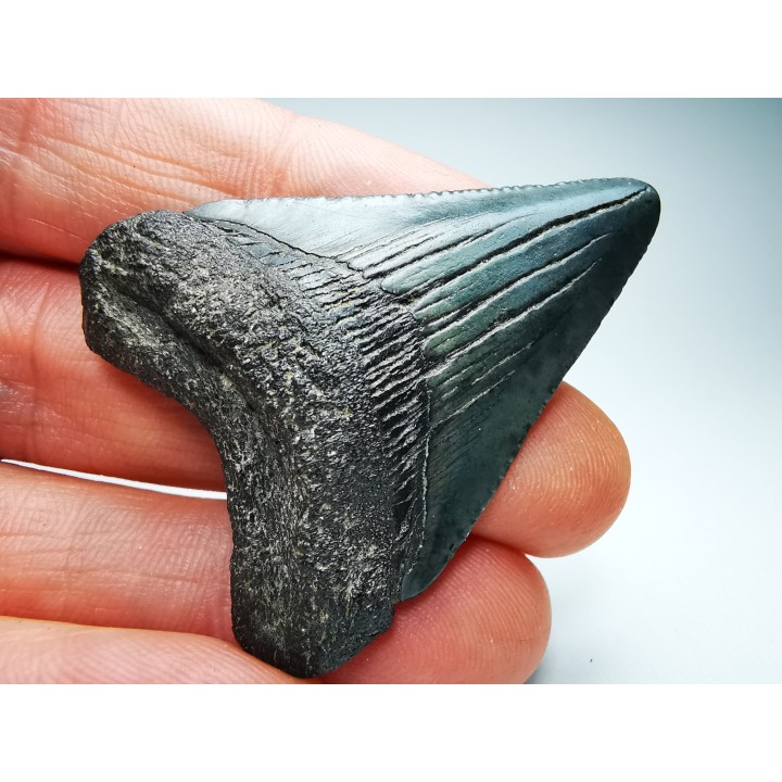 shark teeth: Carcharodon megalodon - Miocene (USA)