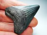 shark teeth: Carcharodon megalodon - Miocene (USA)