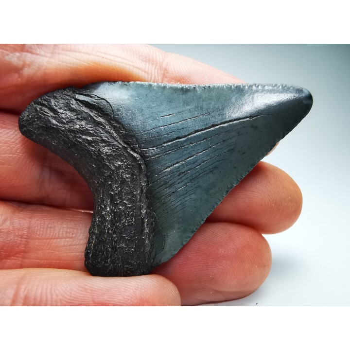 Dent de requin: Carcharodon megalodon, Miocène (USA)