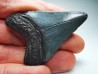 shark teeth: Carcharodon megalodon - Miocene (USA)