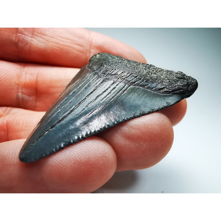 shark teeth: Carcharodon megalodon - Miocene (USA)