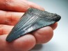 shark teeth: Carcharodon megalodon - Miocene (USA)