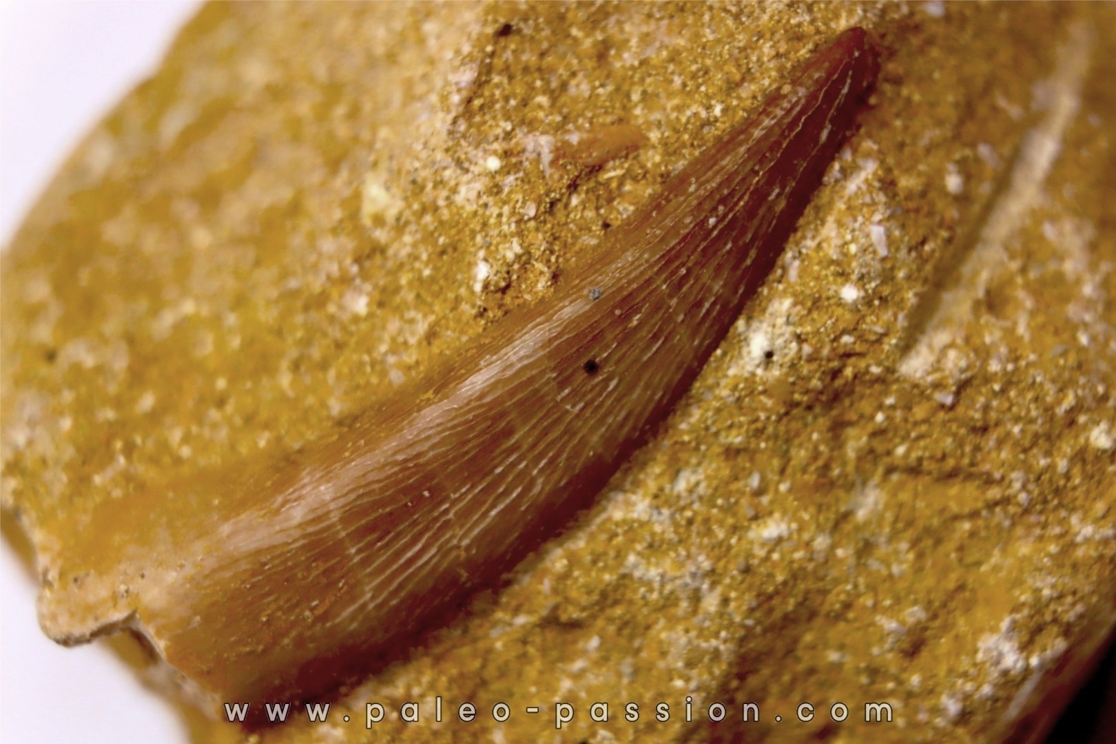 dent d'elasmosaure: zarafasaura oceanis - Maestrichtian - Oued Zem, Morocco