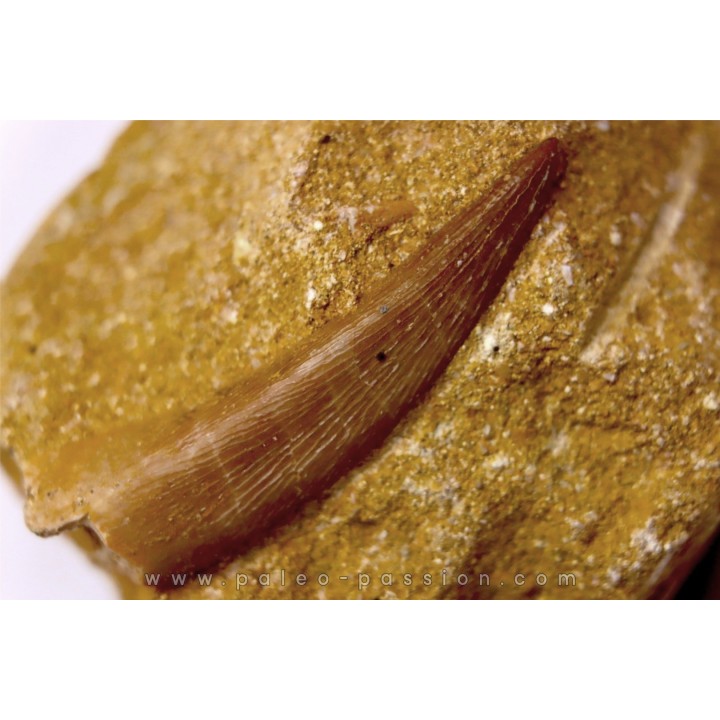 dent d'elasmosaure: zarafasaura oceanis - Maestrichtian - Oued Zem, Morocco