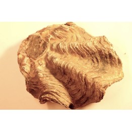 Ostrea nicaisei - Coniacien - south América