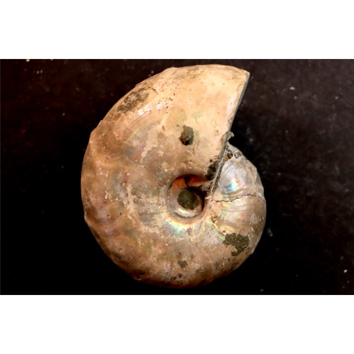 Desmoceras latidorsatum - Albien - Région de Mahajanga - MADAGASCAR