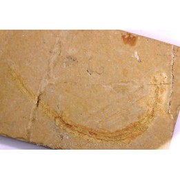 Scyliorhinus arambourgi (Cappetta, 1980) -  Cénomanien  Hgula - Byblos - LIBAN