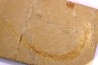 Scyliorhinus arambourgi (Cappetta, 1980) - Cénomanian  Hgula - Byblos - LIBANON
