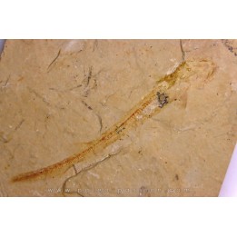 Scyliorhinus arambourgi (Cappetta, 1980) -  Cénomanien  Hgula - Byblos - LIBAN
