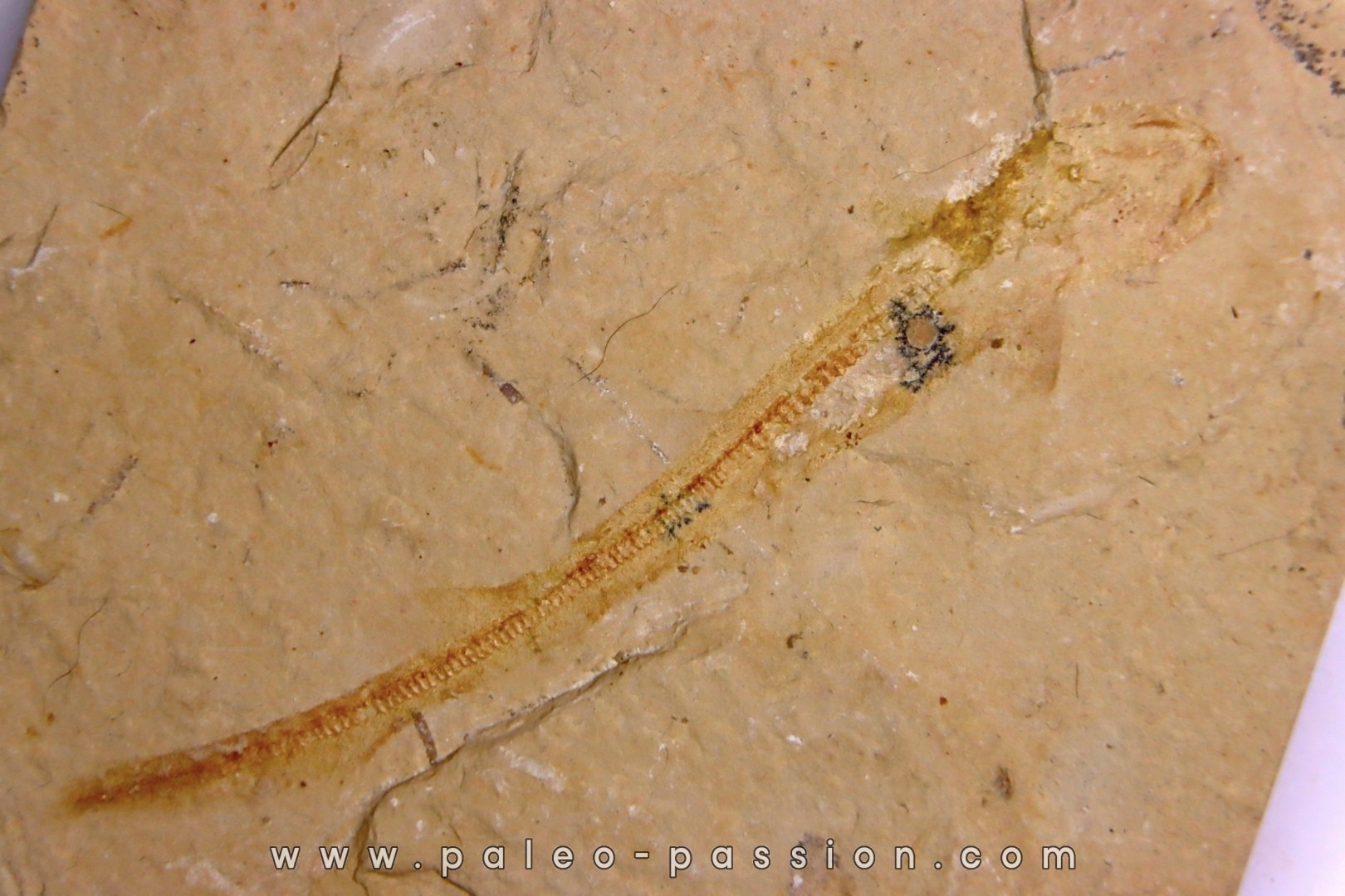 Scyliorhinus arambourgi (Cappetta, 1980) - Cénomanien Hgula - Byblos - LIBAN