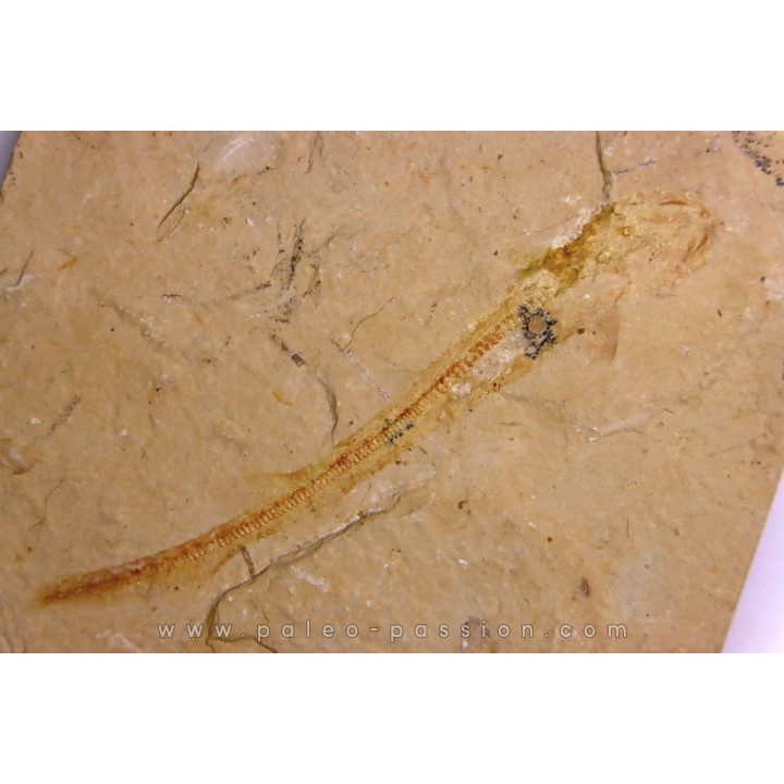 Scyliorhinus arambourgi (Cappetta, 1980) -  Cénomanien  Hgula - Byblos - LIBAN