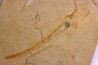 Scyliorhinus arambourgi (Cappetta, 1980) - Cénomanian  Hgula - Byblos - LIBANON