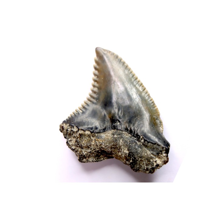 shark teeth: Hemipristis serra - Mio-Pliocene, Quezon province, PHILIPPINES