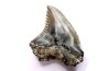 shark teeth: Hemipristis serra - Mio-Pliocene, Quezon province, PHILIPPINES
