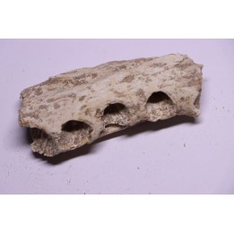 elasmosaur jaw: zarafasaura oceanis - Maestrichtian - Oued Zem - Morocco