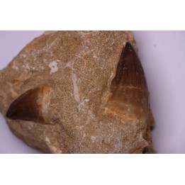 DENT DE MOSASAURE - Prognathodon Anceps - Maestrichtien - Oued Zem, Maroc
