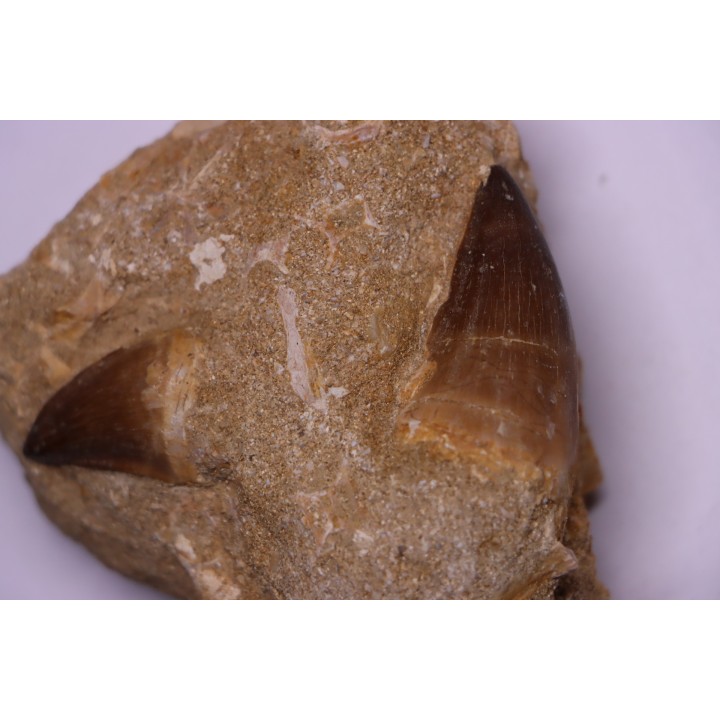 MOSASAURE tooth  Prognathodon Anceps Maestrichtian  Oued Zem - Morocco