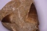 DENT DE MOSASAURE - Prognathodon Anceps - Maestrichtien - Oued Zem, Maroc