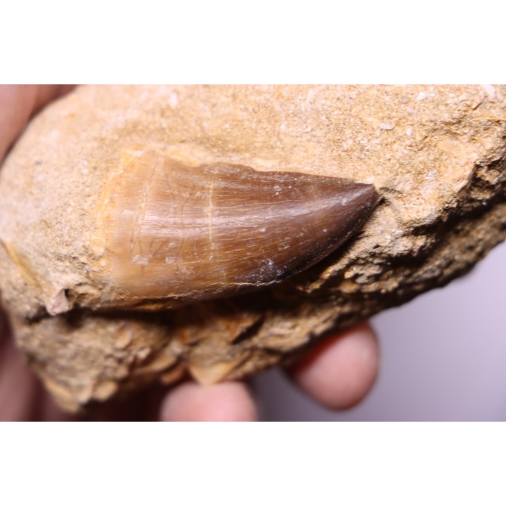 MOSASAURE tooth  Prognathodon Anceps Maestrichtian  Oued Zem - Morocco