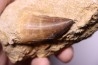 MOSASAURE tooth  Prognathodon Anceps Maestrichtian  Oued Zem - Morocco