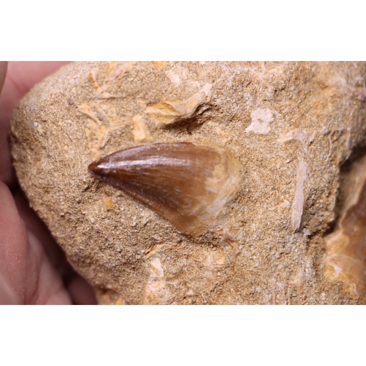 MOSASAURE tooth  Prognathodon Anceps Maestrichtian  Oued Zem - Morocco