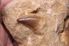 MOSASAURE tooth  Prognathodon Anceps Maestrichtian  Oued Zem - Morocco