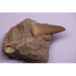DENT DE MOSASAURE   Mosasaurus baugei -  Maestrichtien - Oued Zem,  Maroc