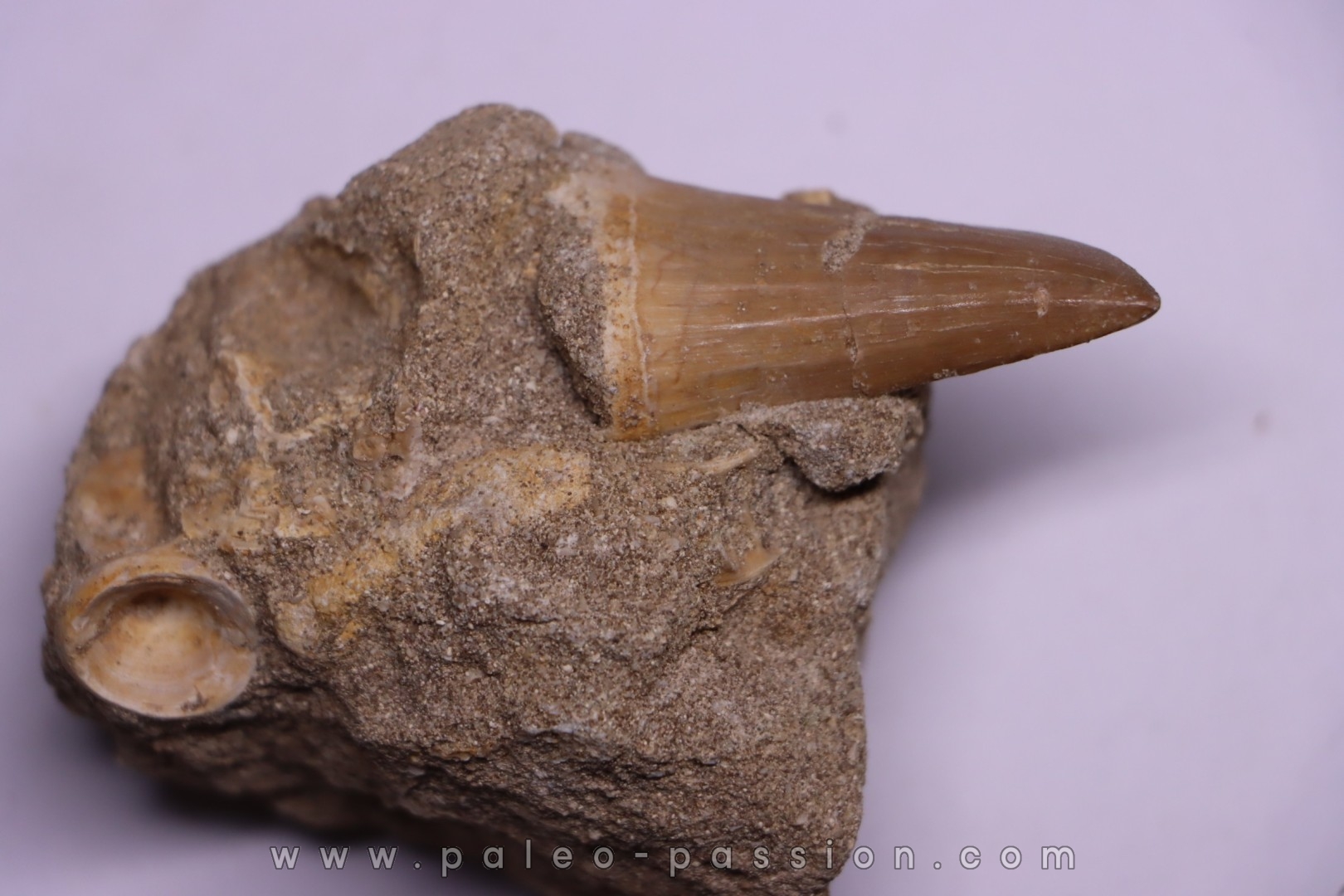 DENT DE MOSASAURE Mosasaurus baugei - Maestrichtien - Oued Zem, Maroc