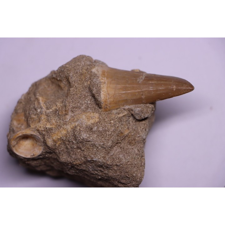 DENT DE MOSASAURE   Mosasaurus baugei -  Maestrichtien - Oued Zem,  Maroc