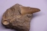 DENT DE MOSASAURE Mosasaurus baugei - Maestrichtien - Oued Zem, Maroc