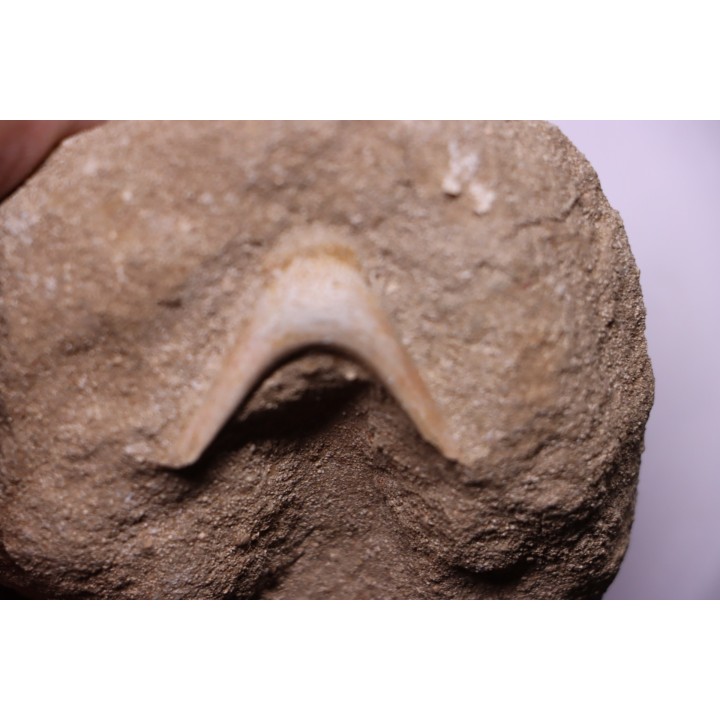 MANDIBULE DE TORTUE MARINE: Eclaste sp. - Maestrichtien - Oued Zem - Maroc