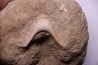 MANDIBULE of SEA TURTTLE: Eclaste sp. - Maastrichian - Oued Zem - Morocco