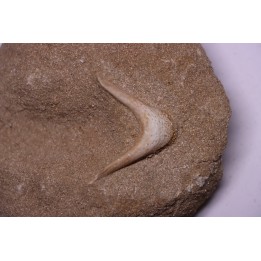 MANDIBULE of  SEA TURTTLE: Eclaste sp. - Maastrichian - Oued Zem - Morocco