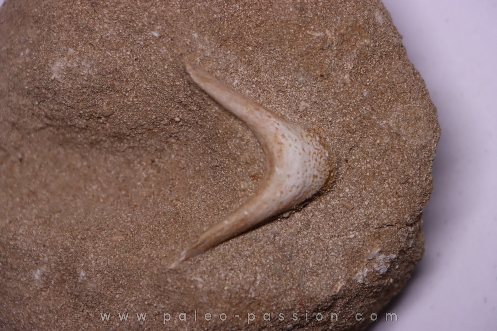 MANDIBULE of SEA TURTTLE: Eclaste sp. - Maastrichian - Oued Zem - Morocco