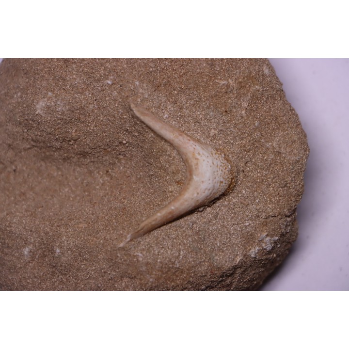 MANDIBULE DE TORTUE MARINE: Eclaste sp. - Maestrichtien - Oued Zem - Maroc