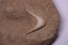 MANDIBULE DE TORTUE MARINE: Eclaste sp. - Maestrichtien - Oued Zem - Maroc