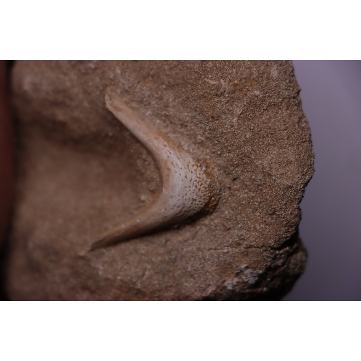 MANDIBULE DE TORTUE MARINE: Eclaste sp. - Maestrichtien - Oued Zem - Maroc