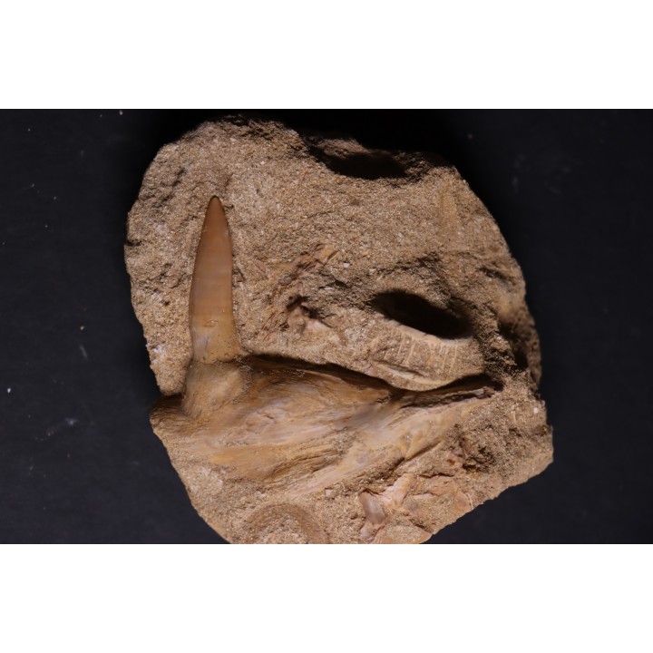 enchodus lybicus - maestrichtian - oued zem - khouribga - Morocco