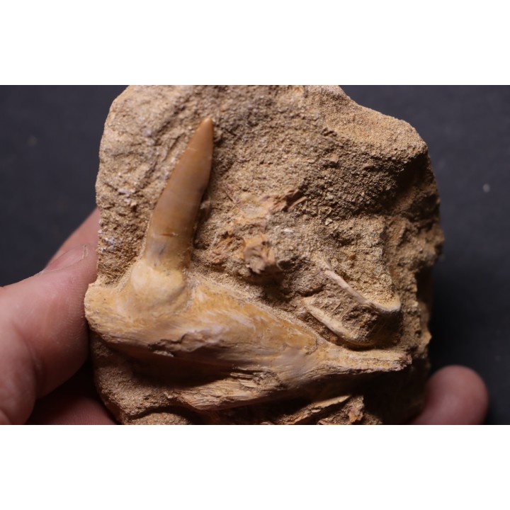 enchodus lybicus - maestrichtian - oued zem - khouribga - Morocco