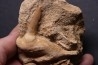 enchodus lybicus - maestrichtian - oued zem - khouribga - Morocco