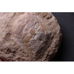 MYLIOBATIS sp.  Ypresian  Oued Zem, Khourigba, MOROCCO